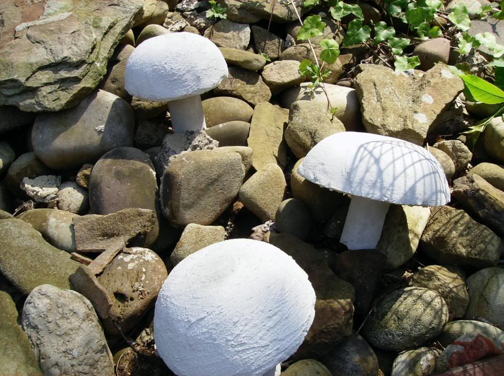 white button mushrooms